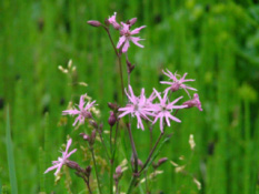 Silene flos-cuculi Echte koekoeksbloem bestellen